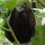 Eggplant