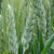 barley