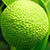 breadfruit