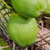 coconut