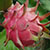 dragon-fruit