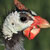 guinea-fowl