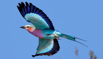 ../../images/lilacaf-bird