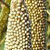 millet
