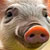 pig
