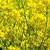 rapeseed