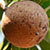 sapote