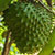 soursop