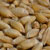 triticale